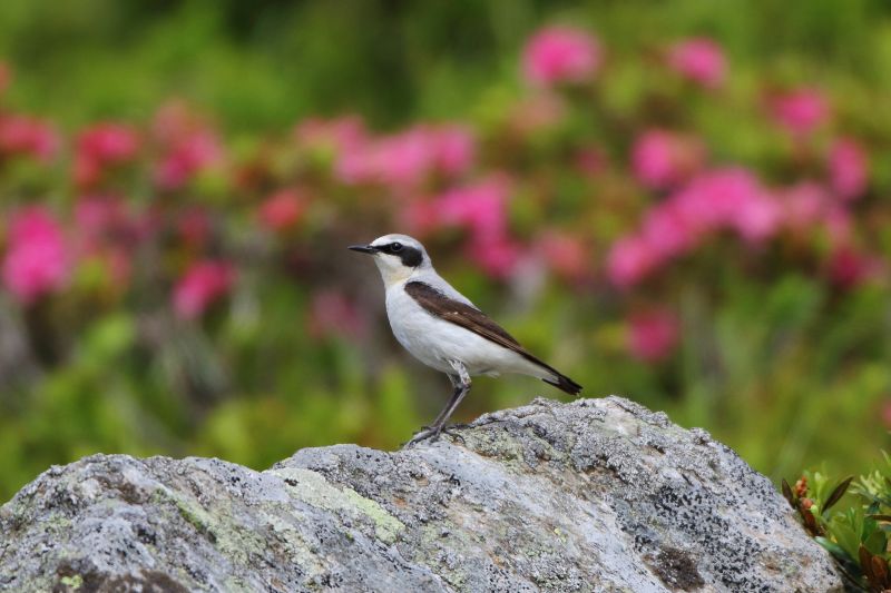 Sie sehen ein Bild mit einem Steinschmätzer - Foto: © Bernhard Huber