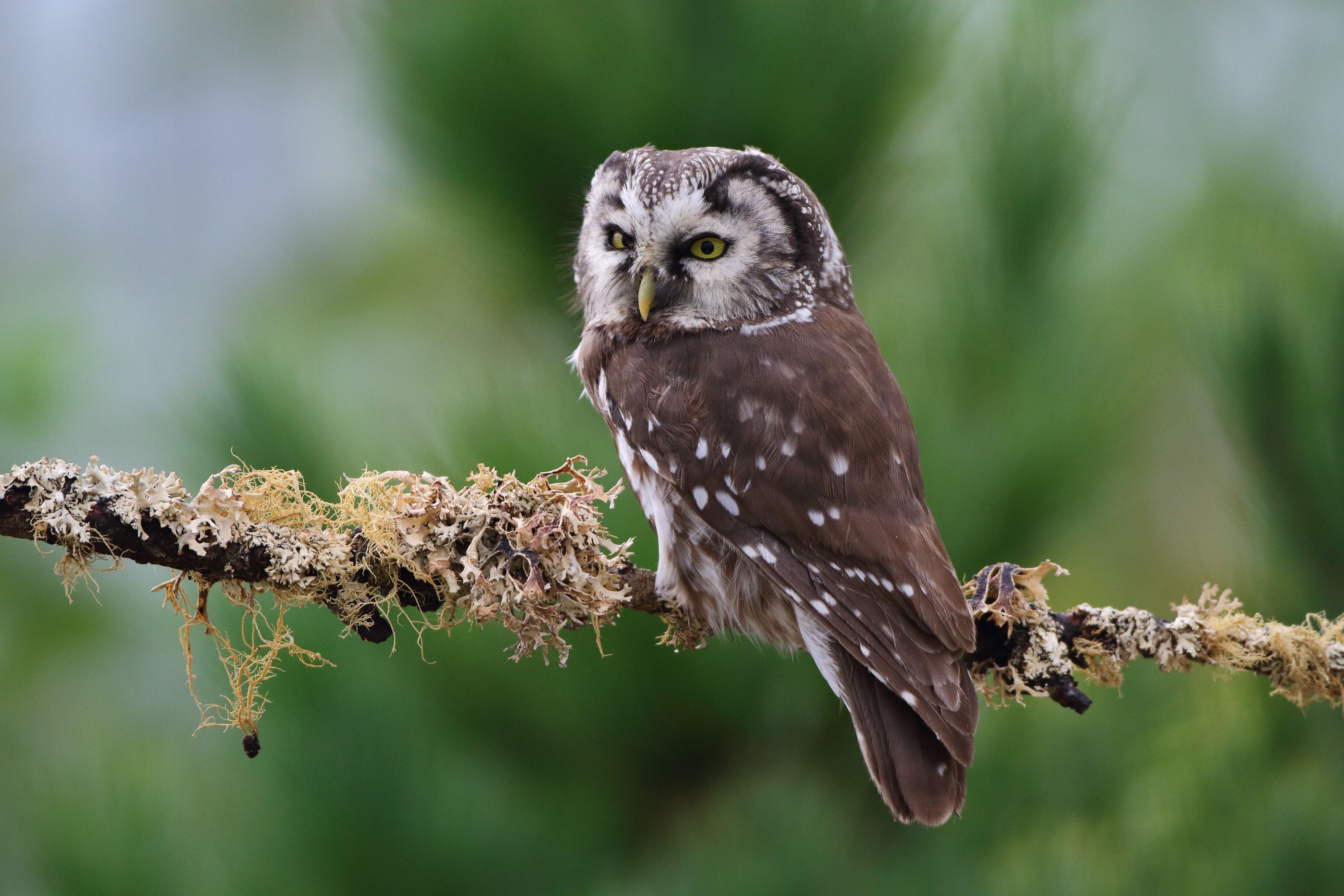 Sie sehen ein Bild vom Raufußkauz - Sein Gefieder ist überwiegend braun und grau
