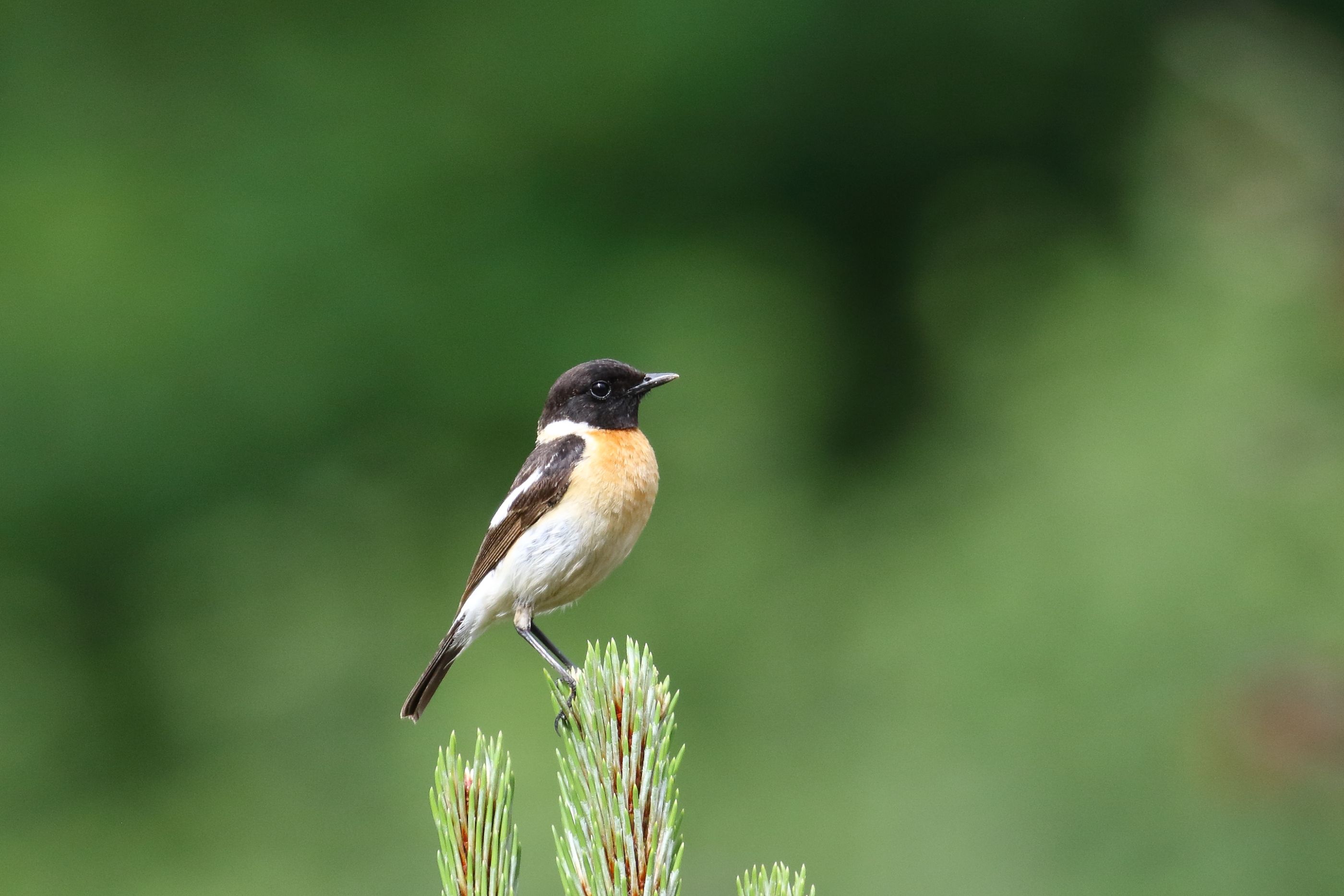 Sie sehen ein Bild von dem Schwarzkehlchen- Sein Gefieder ist braun-grau und unauffällig
