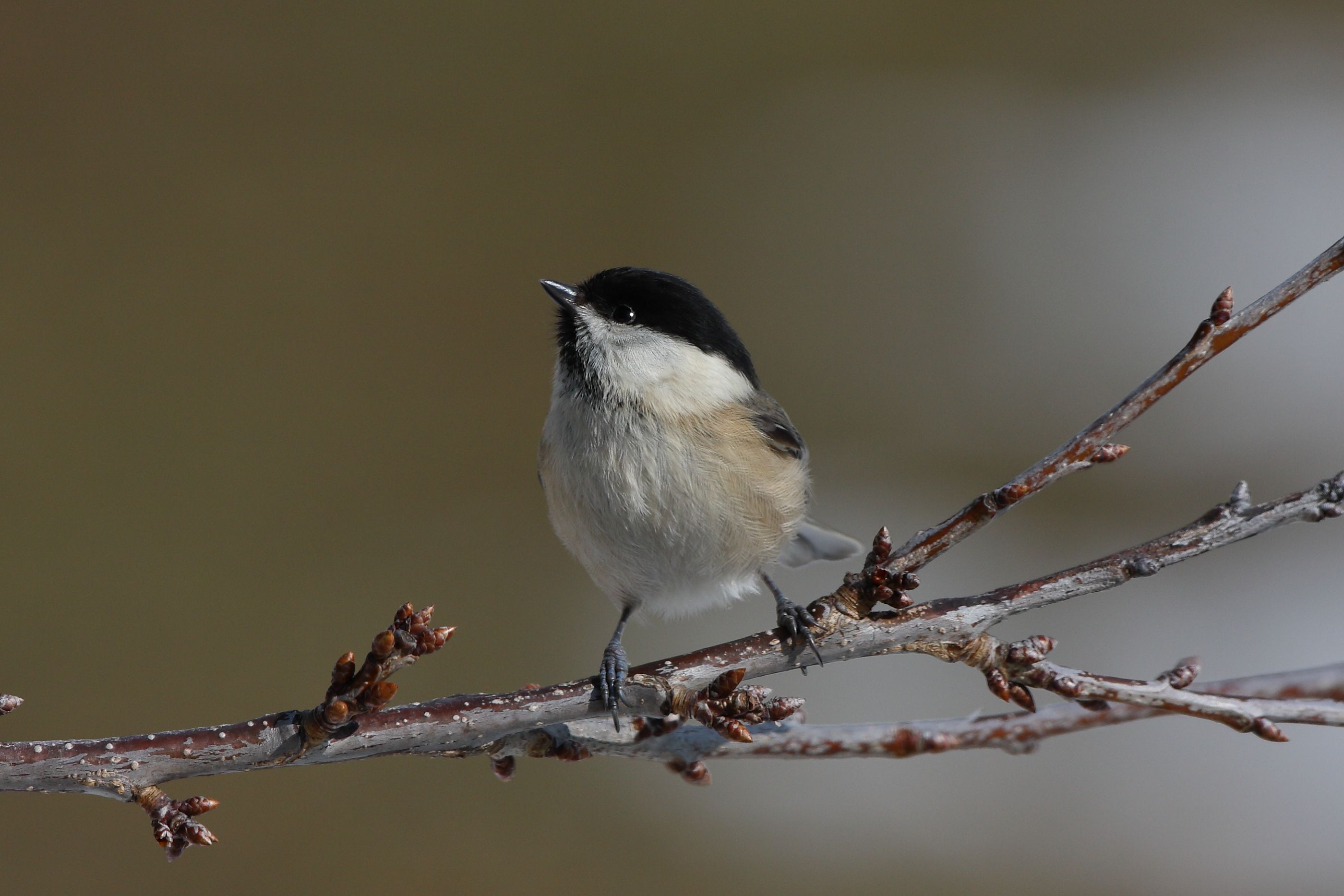 Sie sehen ein Bild mit der Weidenmeise - Ihr Gefieder ist hauptsächlich grau und braun