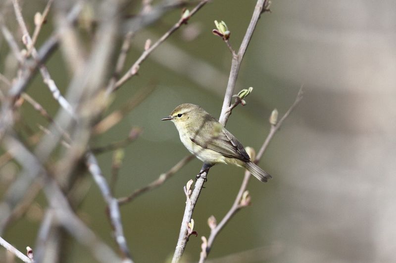 Sie sehen eine Bild mit einem Zilpzalp - Foto: © Bernhard Huber