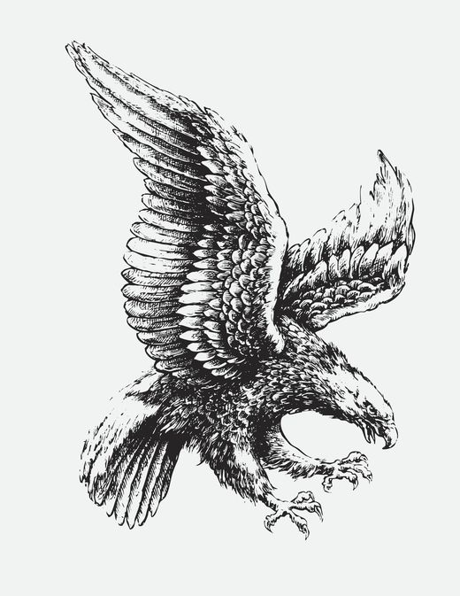 Sie sehen ein Bild mit einem Adler - Handgezeichnete, schraffierte Vektorillustration eines Adlers. - Foto: © Tairy -  Stock-Illustration-ID:156445494
