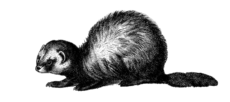 Sie sehen ein Bild von einem Iltis-  "Antike Illustration eines europäischen Iltis, auch Schwarziltis oder Waldiltis genannt. Veröffentlicht in der Systematischen Bilder-Gallerie, Karlsruhe und Freiburg (1839)." - Stock illustration ID:175415477 - Credit:NSA Digital Archive