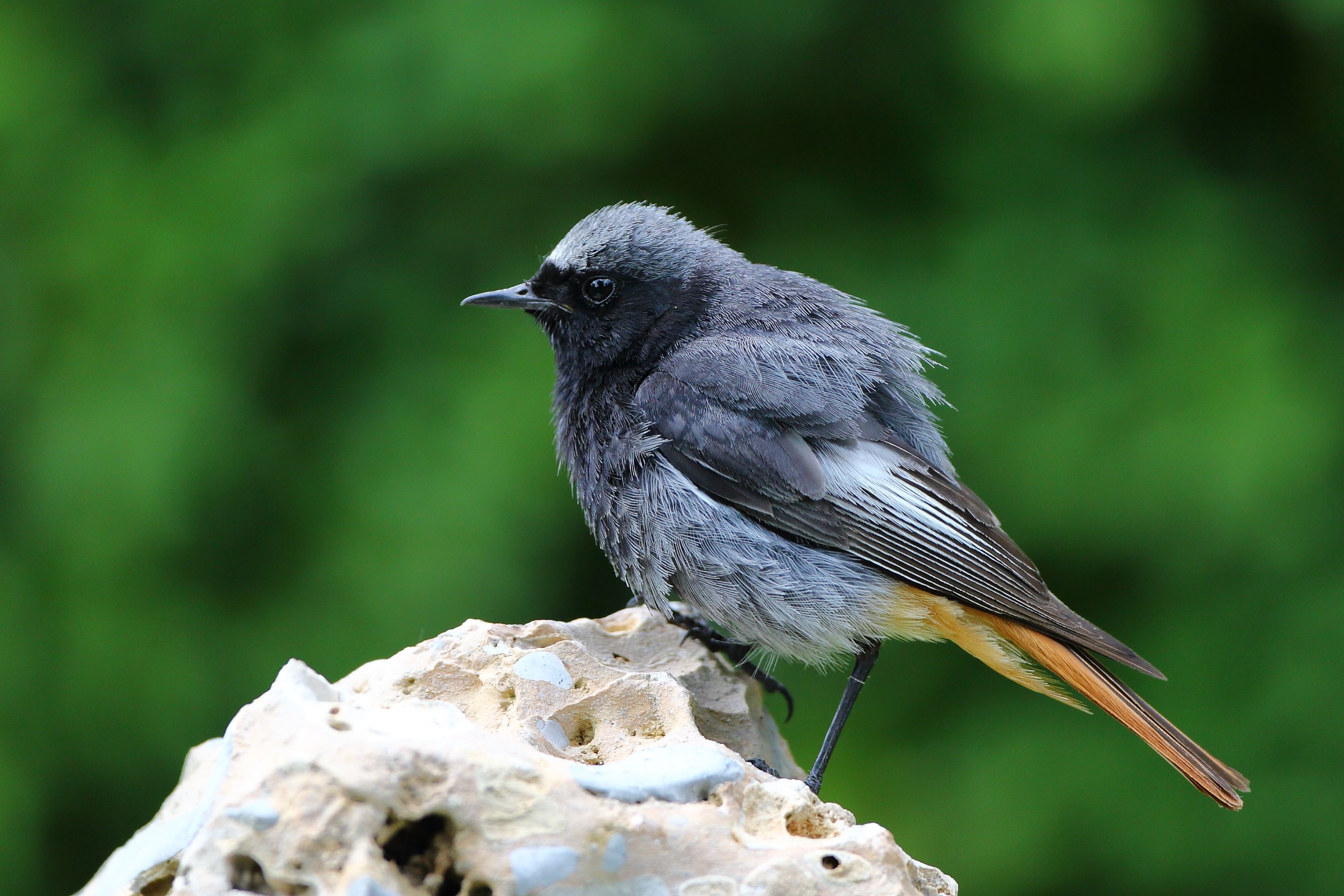 Sie sehen ein Bild mit dem Hausrotschwanz-Es hat eine dunkelgraue bis schwarze Oberseite und eine leuchtend rote Schwanzunterseite