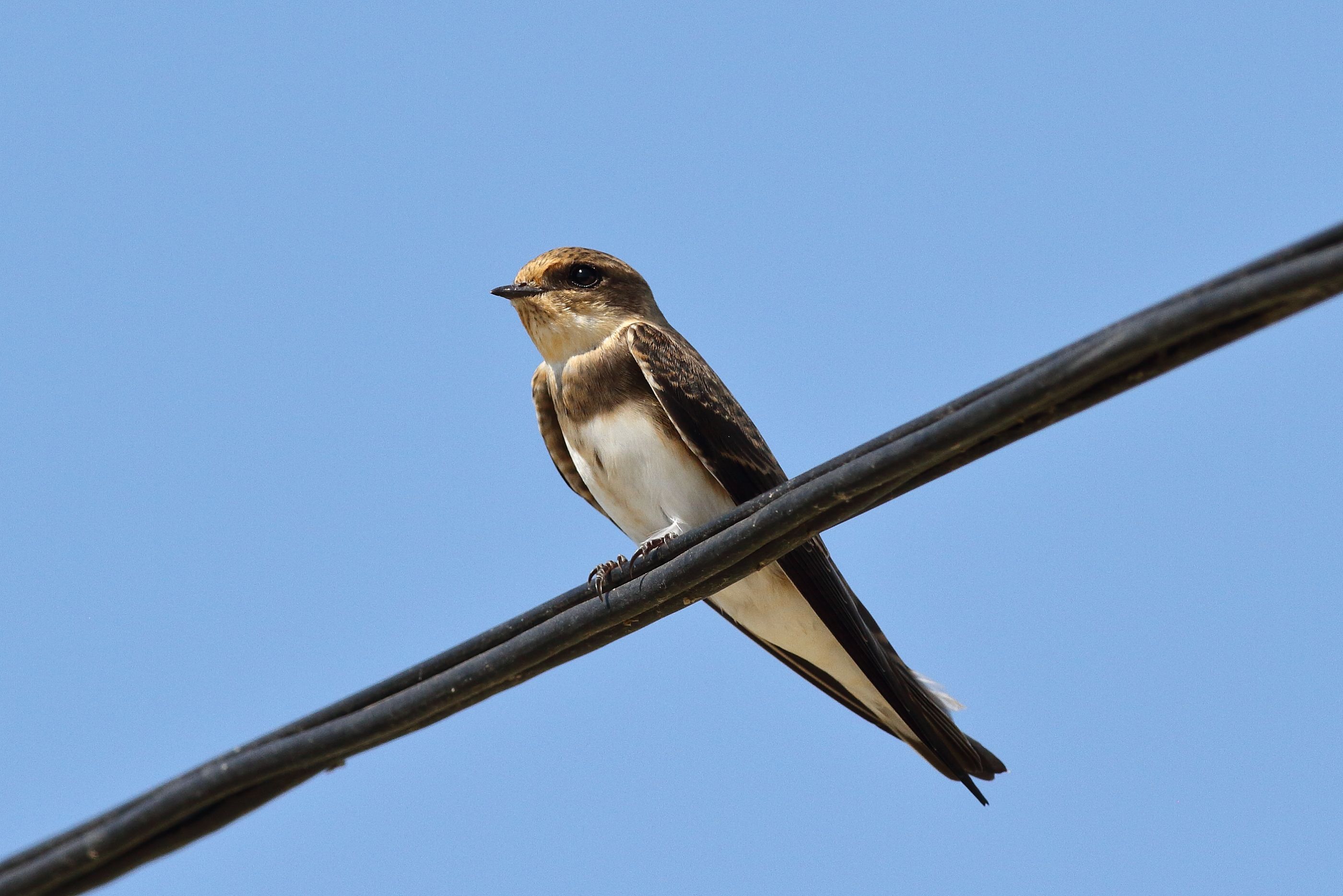 Sie sehen ein Bild mit der Uferschwalbe - Ihr Gefieder ist oben bräunlich-grau