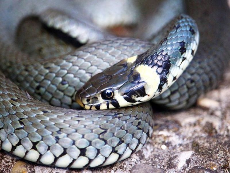 Sie sehen ein Bild einer Ringelnatter - Das Tier ist grau geschuppt, am Bauch werden die Schuppen heller. Die Ringelnatter liegt auf einem Stein. 