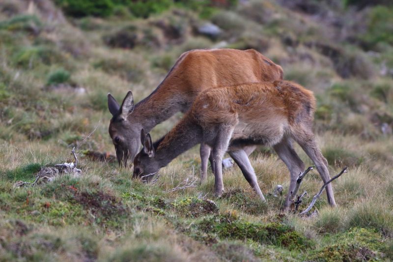 Sie sehen eine Bild mit einer Hirschkuh Foto: © Bernhard Huber