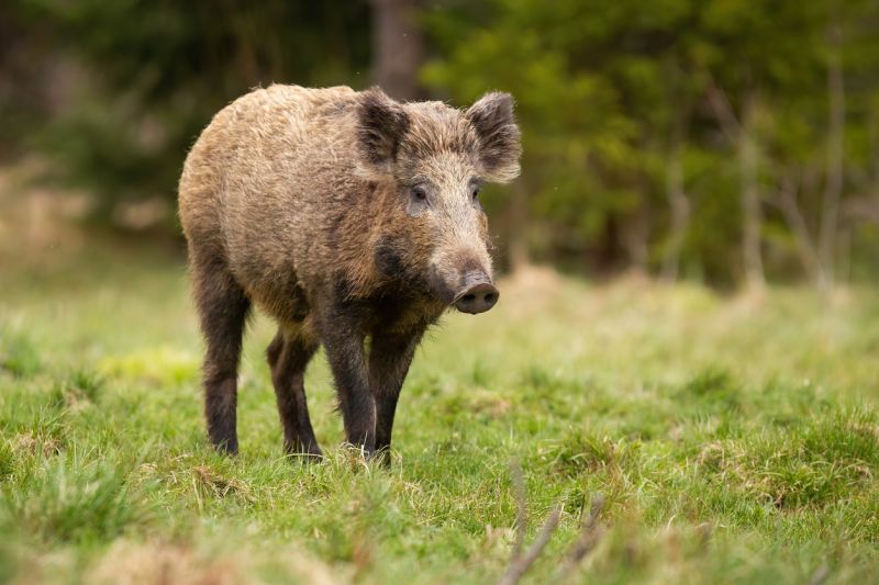 Sie sehen eine Bild mit einer Wildsau - Haariges Wildschwein, Sus scrofa, läuft in der herbstlichen Natur auf einer Wiese. Braunes großes Säugetier, das sich im Herbst auf der grünen Wiese bewegt. Schmutziges erwachsenes Schwein läuft auf die Wiese. Foto: © JMrocek - Stock photo ID:1280170295