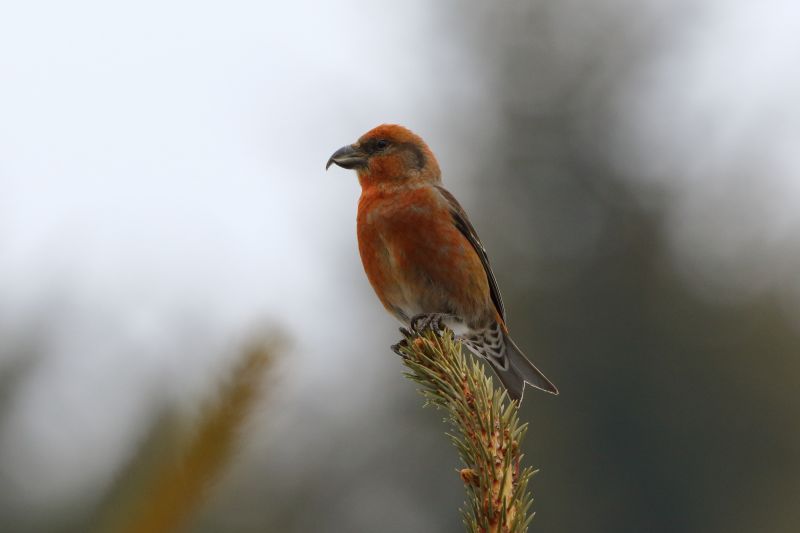 Sie sehen ein Bild mit einem Fichtenkreuzschnabel - Foto: © Bernhard Huber