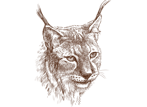 Sie sehen ein Bild mit einem Luchs - Vektorbild des Luchsporträts - Stock illustration ID:509112158 - Credit:asmakar