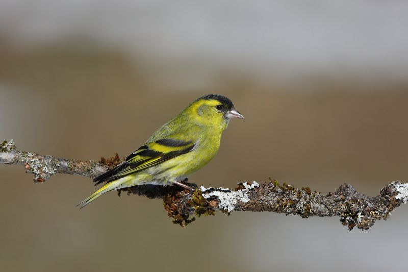 Sie sehen ein Bild mit einem Erlenzeisig - Foto: © Bernhard Huber