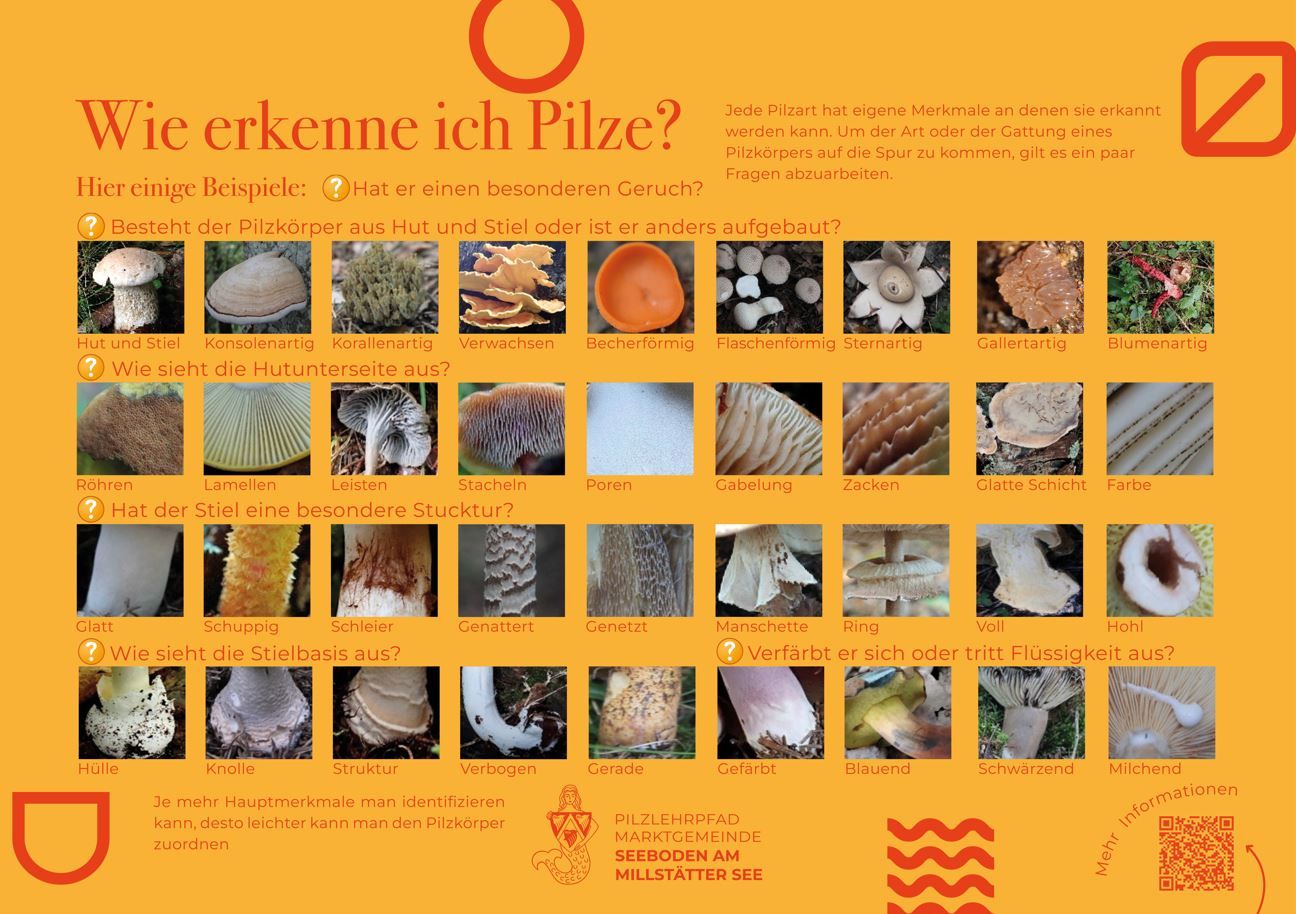 Sie sehen die Tafel mit allen Informationen welche die Erkennung von Pilzen beschreibt