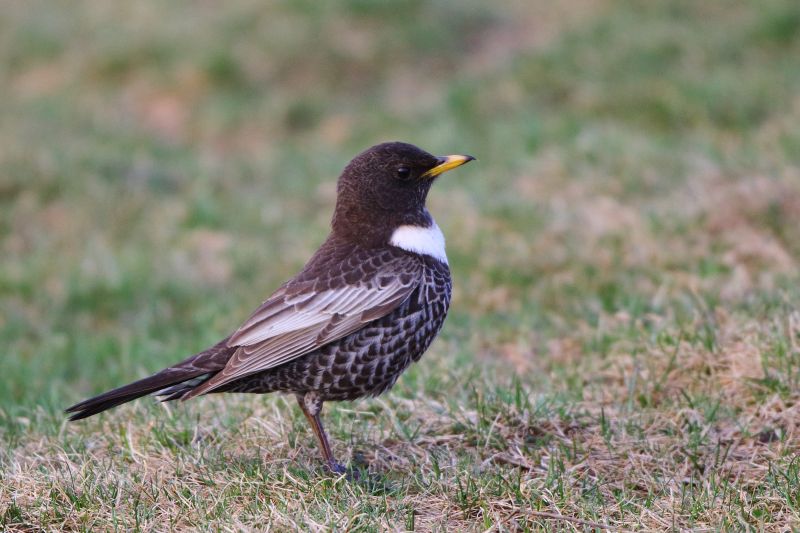 Sie sehen eine Bild mit einer Ringdrossel -  Foto: © Bernhard Huber