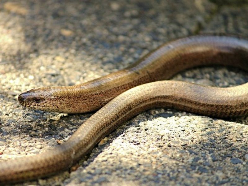 Sie sehen eine Bild einer Blindschleiche - ein schlangenartiges Tier in braun grau tönen. Die Blindschleiche sonnt sich auf einem Stein.