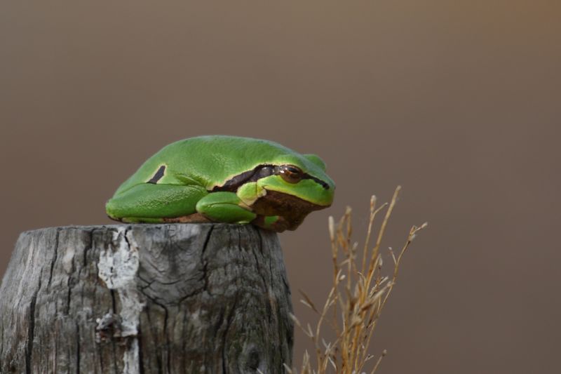 Sie sehen ein Bild mit einem Laubfrosch - Foto: © Bernhard Huber