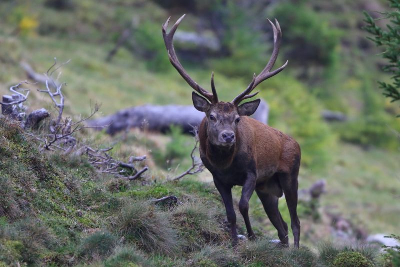 Sie sehen ein Bild mit einem Hirsch Foto: ©Bernhard Huber