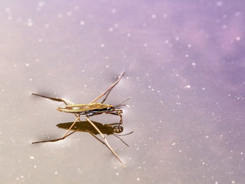 Ein kleines Insekt das auf der Wasseroberfläche sitzt. 