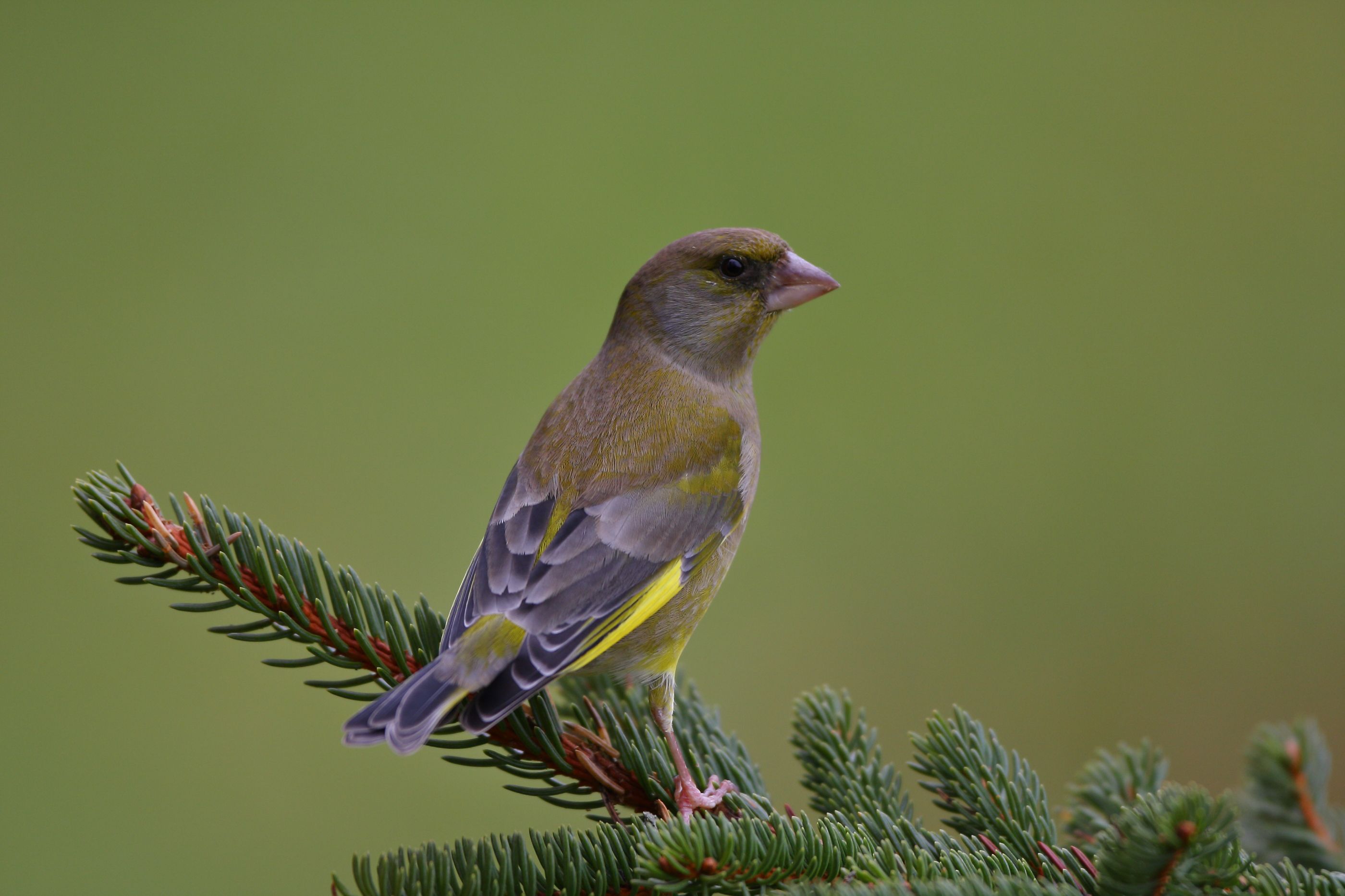 Sie sehen ein Bild mit dem Grünfink - leuchtend gelbes Gesicht, eine grüne Rückenpartie und ein kräftiges, gelb-grünes Untergefieder