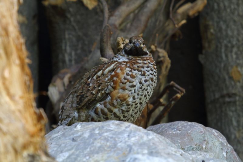 Sie sehen ein Bild von einem Haselhahn -  Foto: © Bernhard Huber