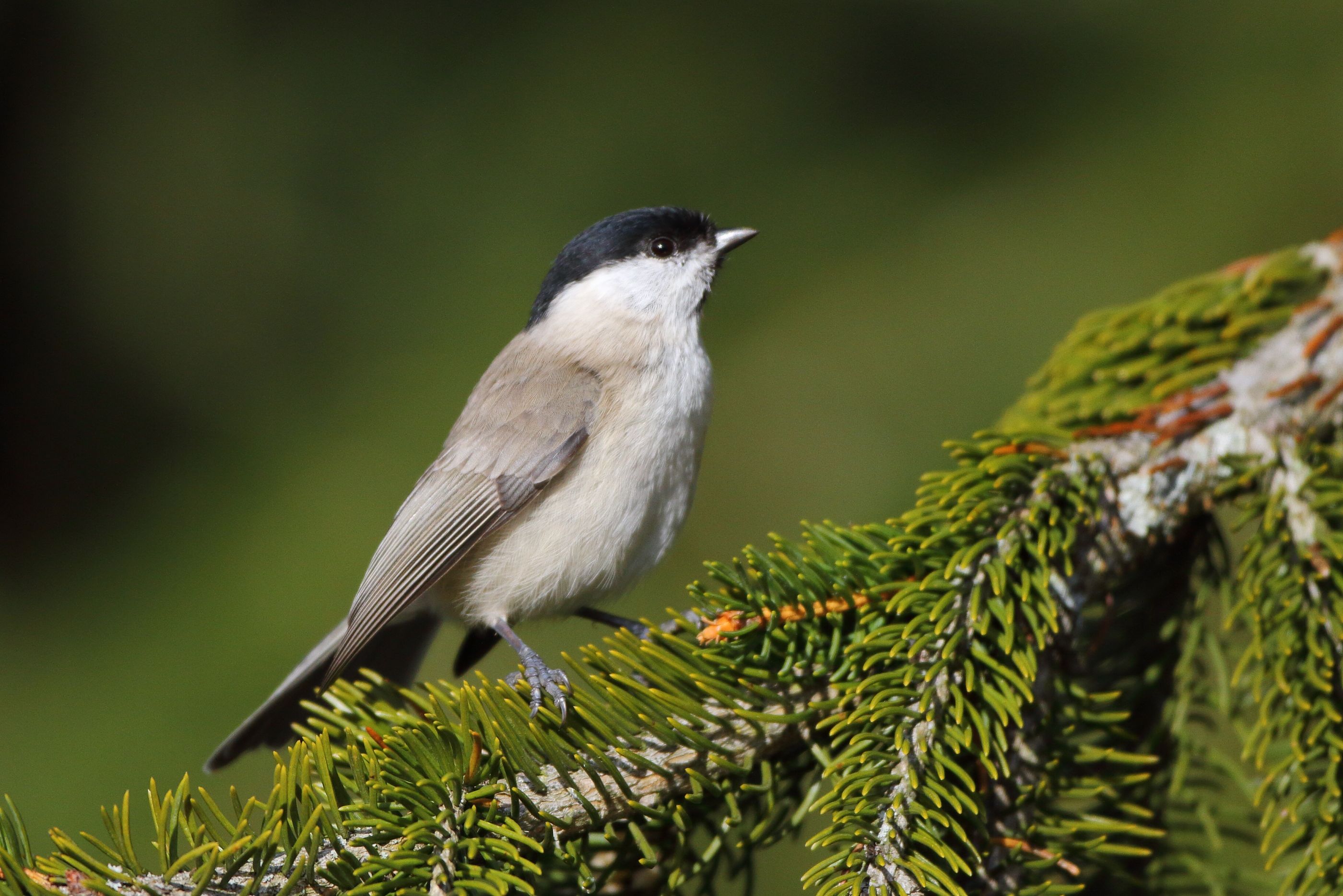 Sie sehen ein Bild mit der Sumpfmeise - mit überwiegend grau-braunen Gefieder