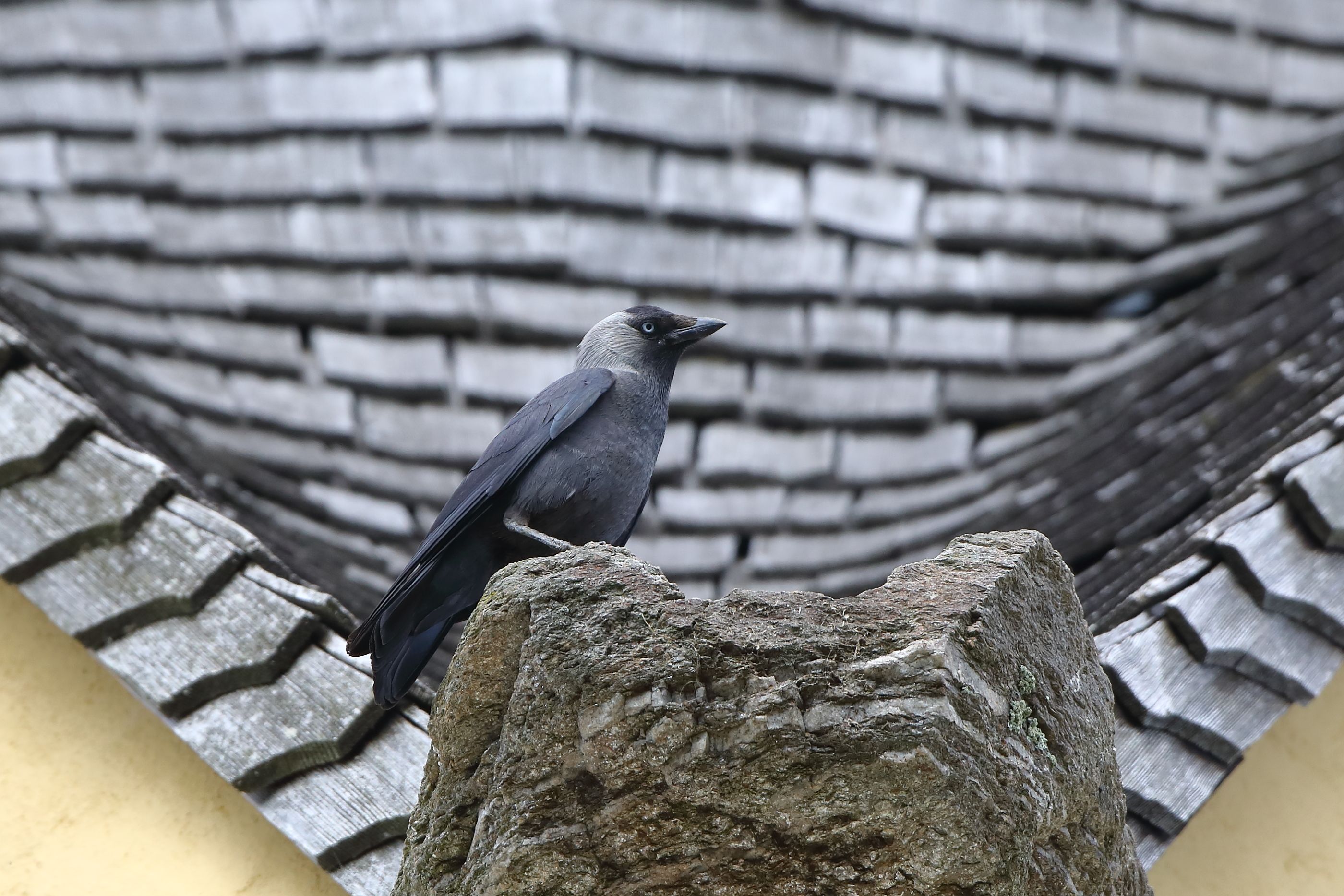 Sie sehen ein Bild mit der Dohle- Ihr Gefieder ist überwiegend schwarz, mit einem bläulichen Schimmer