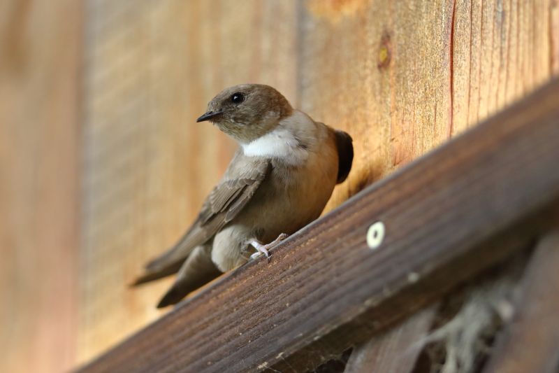 Sie sehen eine Bild mit einer Felsenschwalbe - Foto: © Bernhard Huber