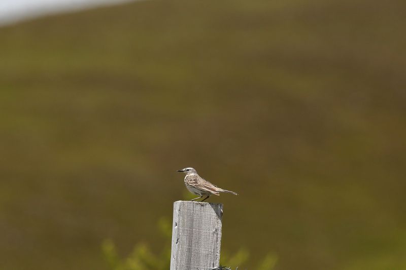 Sie sehen ein Bild mit einem Bergpieper - Foto: © Bernhard Huber