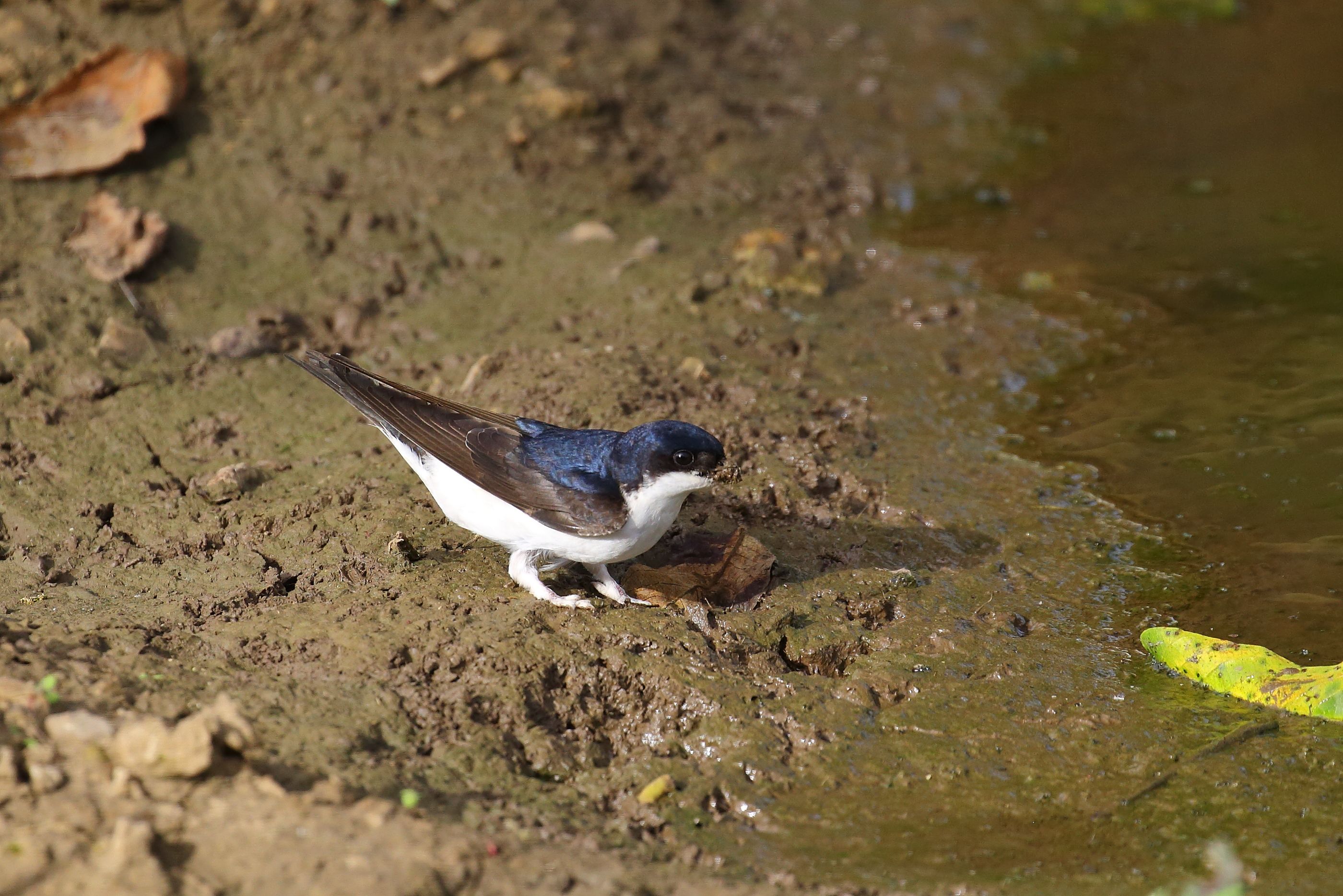 Sie sehen ein Bild mit der Mehlschwalbe - Ihr Gefieder ist glänzend blau-schwarz