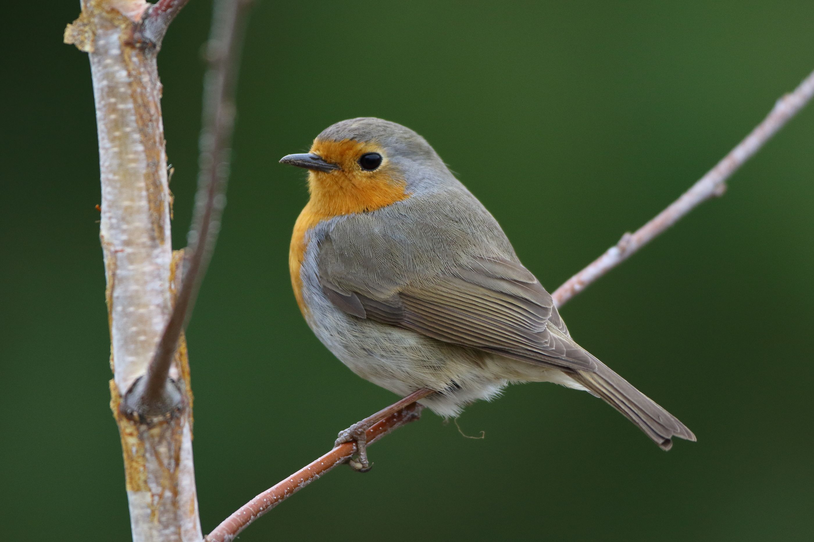 Sie sehen ein Bild von dem  Rotkehlchen - Sein auffälligstes Merkmal ist die leuchtend orange-rote Brust
