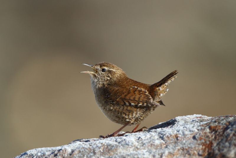 Sie sehen ein Bild mit einem Zaunkönig - Foto: © Bernhard Huber