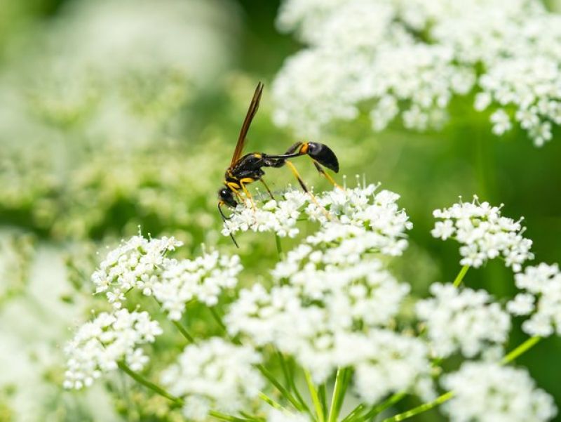 Eine lange dünne schwarze Wespe die im Mittelteil nur mit einem Faden verbunden ist sitzt auf weißen Blüten. 