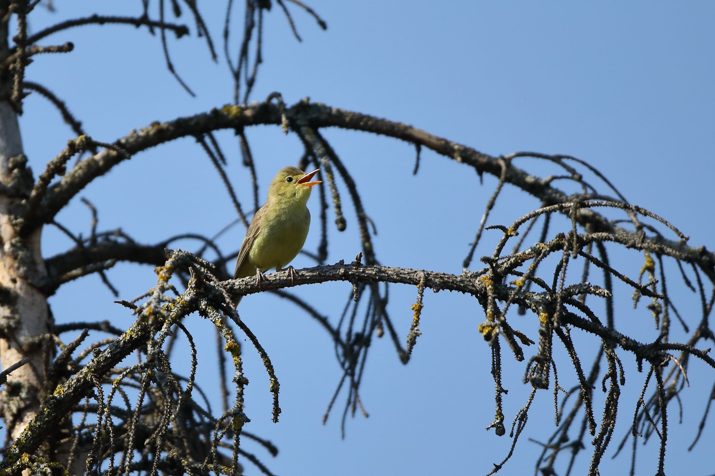 Sie sehen ein Bild mit dem Gelbspötter -  Das Gefieder ist insgesamt grünlich-gelb mit einem schwachen, olivgrünen Schimmer auf Rücken und Flügeln