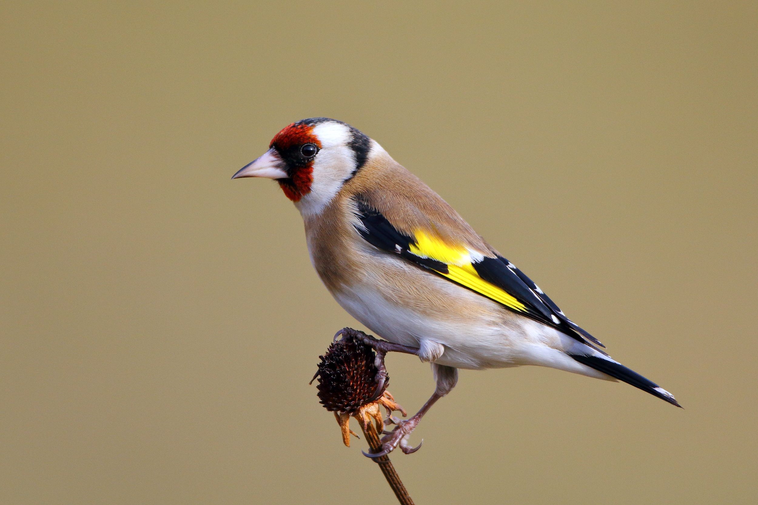 Sie sehen ein Bild mit dem Stieglitz mit leuchtend rotem Gesicht, einer schwarze Haube und weißen Flügel