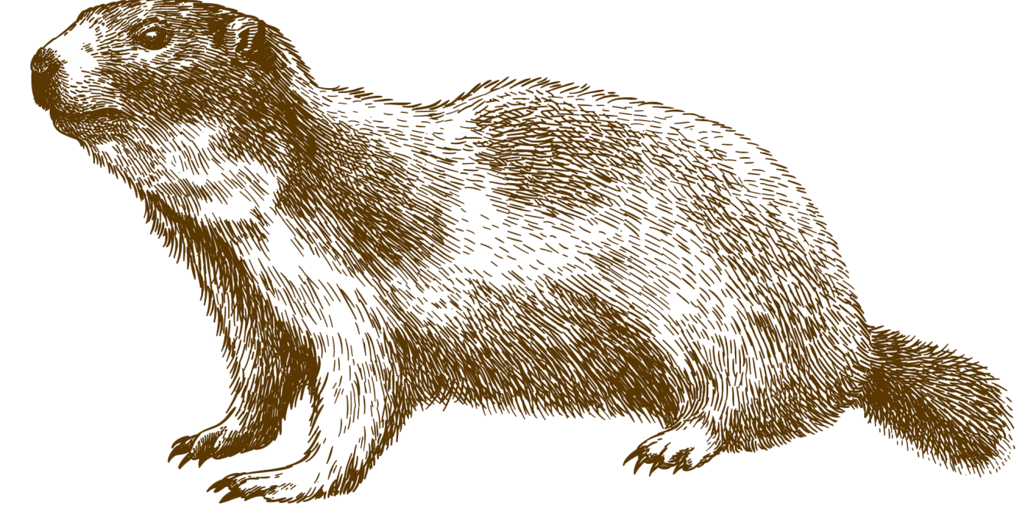 Sie sehen ein Bild mit einem Murmeltier - Vektor antike Gravur Zeichnung Illustration von Alpenmurmeltier isoliert auf weißem Hintergrund - Foto: © Andrii-Oliinyk -  Stock illustration ID:1087645744