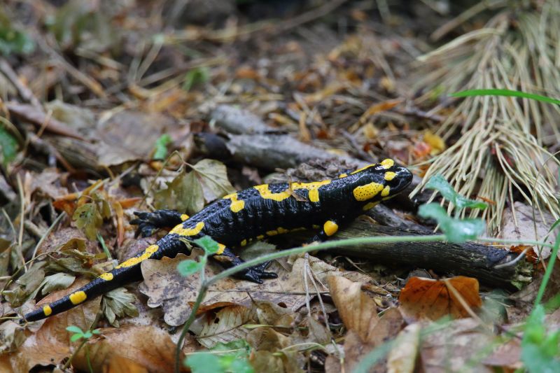 Sie sehen eine Bild mit einem Feuersalamander -  Foto: © Bernhard Huber