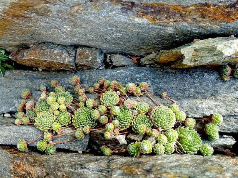 Sie sehen ein Bild der hauswurz - Die Planze ist ein Steingewächs und hat dicke fleischige Blätter. Sie wachsen auf Steinen und wirken wie kleine Röschen. 