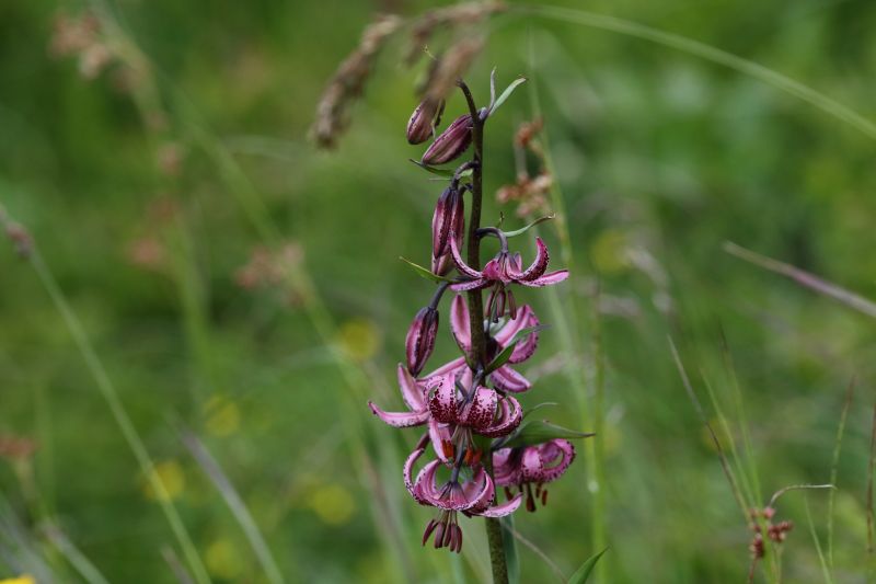 Sie sehen ein Bild von einem Türkenbund - Foto: © Bernhard Huber
