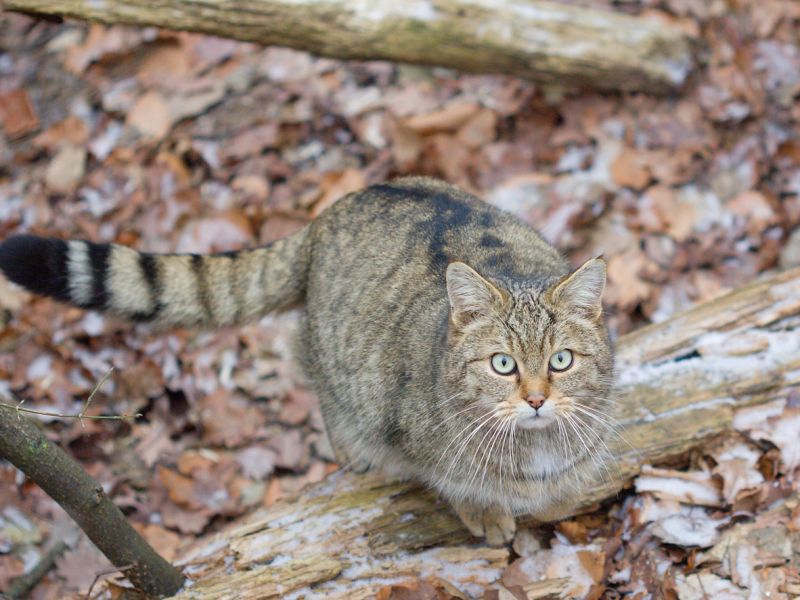 Sie sehen ein Bild von einer Europäische Wildkatze - Die Europäische Wildkatze (Felis silvestris) in einem natürlichen Winterlebensraum stockfoto Foto: © Zdenek Macat – Stock photo ID:1452485700