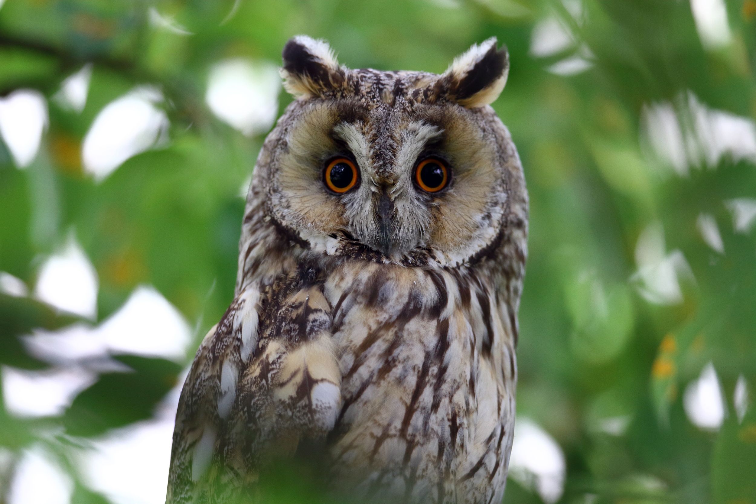 Sie sehen ein Bild von der Waldohreule- Sie hat auffällige, federartige "Ohren" auf ihrem Kopf