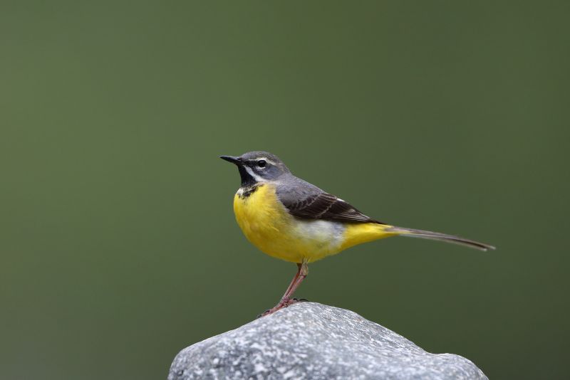 Sie sehen ein Bild von einem Gebirgsstelze - Foto: © Bernhard Huber
