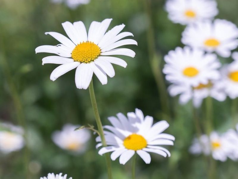 Sie sehen ein bid mit Margeriten. Eine Blume mit weisen Blättern und einem gelben Blütenstand.