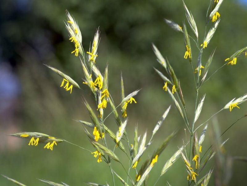 Sie sehen eien bild der Aufrechte Trespe. Eine Grasart die gelbe kleine Blüten auf den Rispen trägt. 