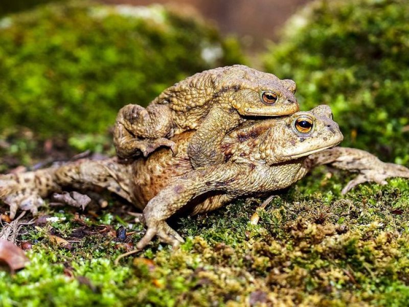 eine große braune mit Warzen besetzte Kröte trägt eine jüngere Kröte am Rücken und  Wandert über Moosigen Untergrund.