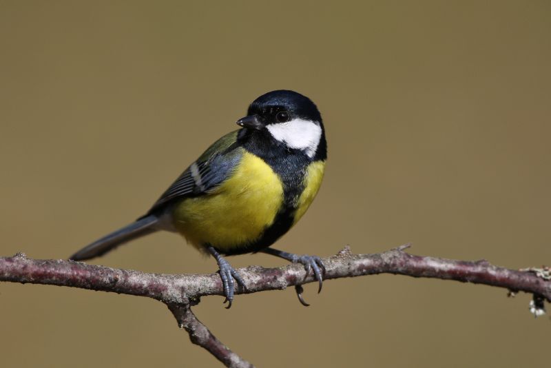 Sie sehen ein Bild mit einer Kohlmeise - Foto: © Bernhard Huber