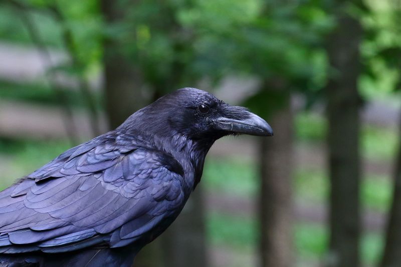 Sie sehen eine Bild mit einem Kolkraben - Foto: © Bernhard Huber