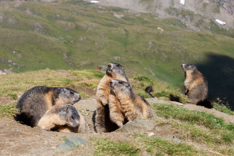 Sie sehen ein Bild von einer Murmeltier Familie.Alpenmurmeltier - Nationalpark Hohe Tauern stockfoto Foto: © Scorpion_PL – Stock photo ID:159008649