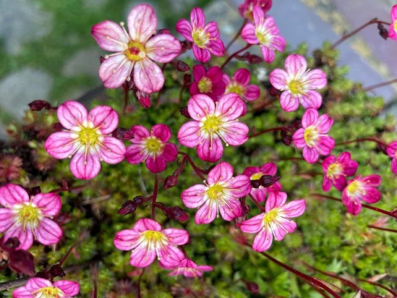 Das bild zeigt einen Steinbrech, die blume hat rosa bis weiße blütenblätter die an langen stielen in den Himmel wachsen. 