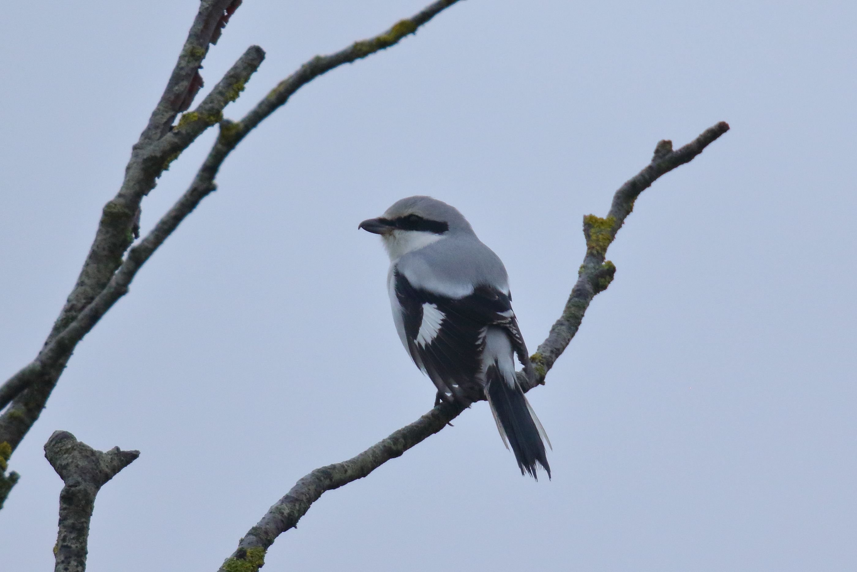 Sie sehen ein Bild mit dem Raubwürger - Er zeichnet sich durch ein auffälliges Gefieder aus
