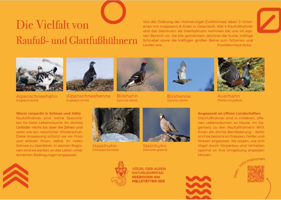 Sie sehen die Tafel mit allen Informationen. Der QR- Code führt vom Lehrpfad auf diese Seite um alle Informationen zu erhalten. 