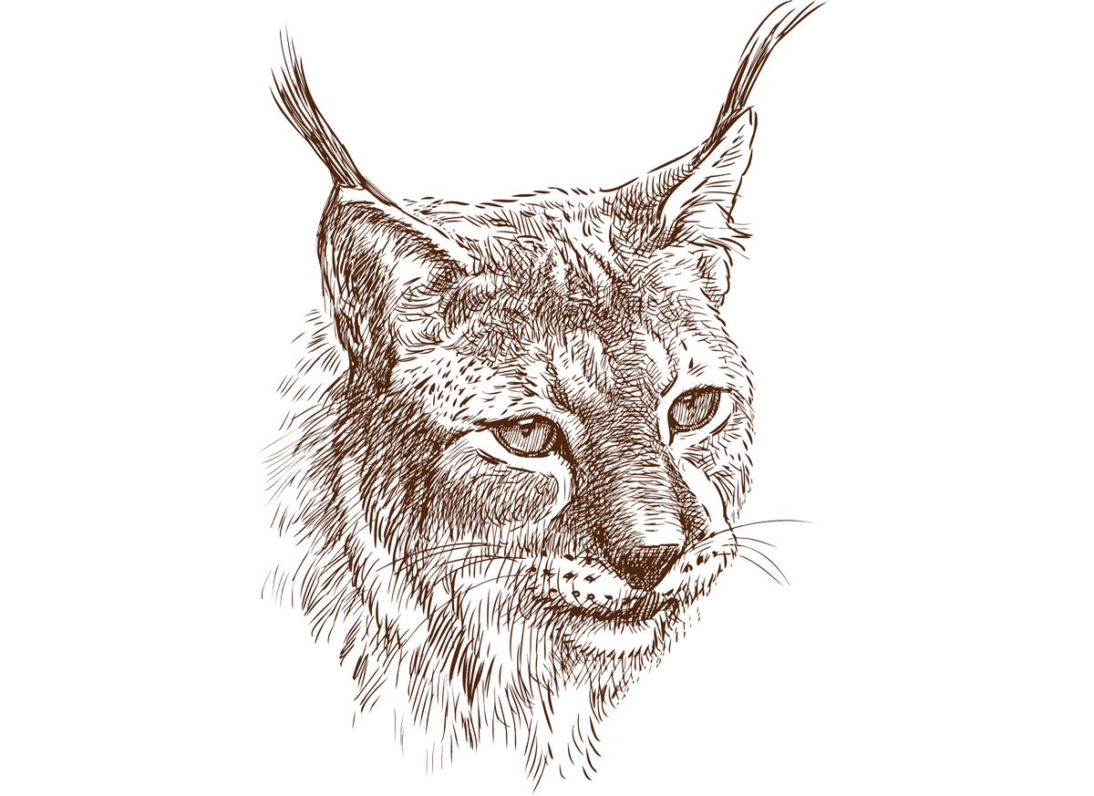 Sie sehen ein Bild mit einem Luchs - Vektorbild des Luchsporträts. - Foto: © Aasmakar -  Stock illustration ID:509112158